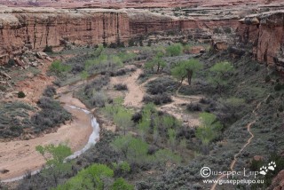 view into Salt Horse Canyon