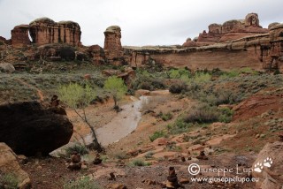 swollen Salt Creek after rain in the night