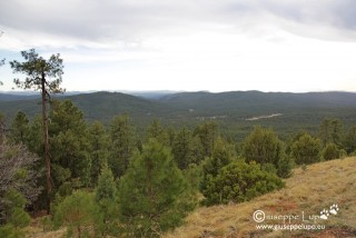 Sitgreaves National Forest