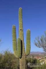 Saguaro