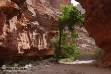 on the Hike down to Supai Village