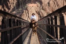 Kaibab suspension bridge