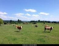 curious cows near Deining