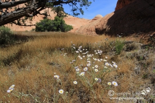 wildflowers at Yant Flat near St. Georg,UT