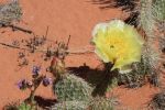 desert flowers