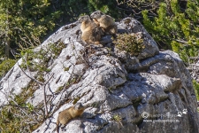 wild groundhogs