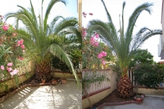 palmtree