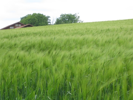 corn field